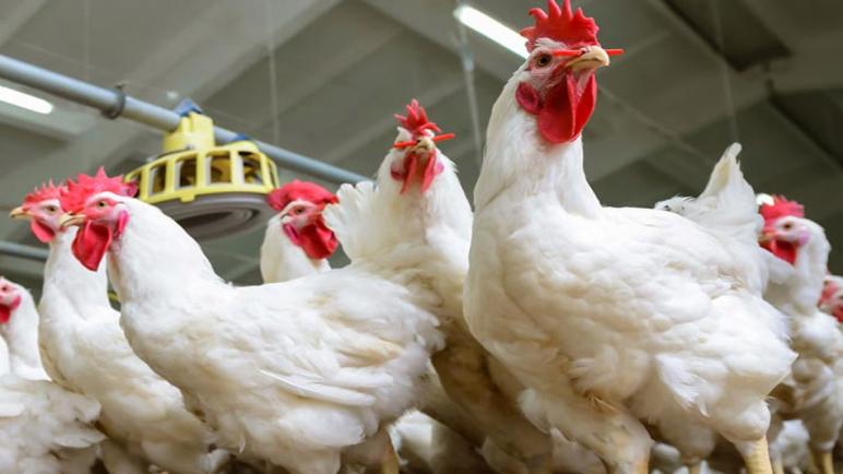 الجمعية الوطنية لمربي دجاج اللحم تنفي توصلها باي دعم من الحكومة