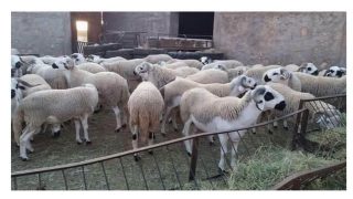 عصابة سرقة المواشي تعود لنشاطها من جديد بجماعة اولاد بوعلي النواجة …