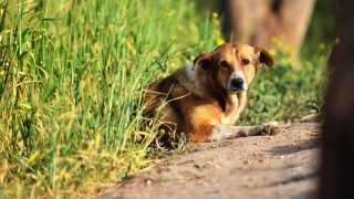 حوار مع كلب ضال لم يفهم كلام السيد رئيس المجلس بالبقاء في البادية عوض التسكع في شوارع سطات