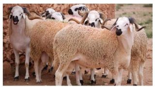 عودة سرقة المواشي من جديد يؤرق الفلاحين نواحي البروج …