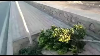 مجزرة بيئـية بالبـروج بعد اقتلاع 46 شجرة بالمدخل الشمالي للمدينة