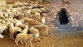 عصابات سرقة المواشي تضرب من جديد نواحي البروج