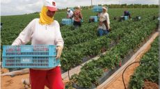 النيابة العامة بسطات تدخل على الخط في ملف عاملات حقول الفراولة باسبانيا