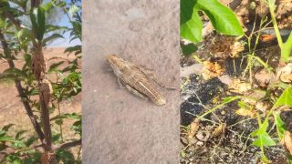 لجنة مختلطة تحل هذا الصباح باولاد فارس للتصدي للجراد