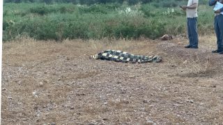 العثور على جثة شاب عشريني بعد اختفائه بالأمس ضواحي البروج.