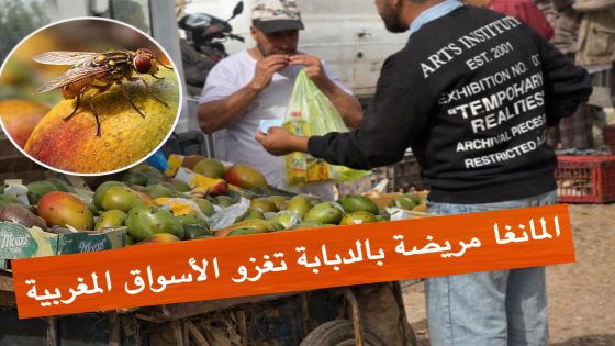 “دباب المانغا” يغزو الأسواق… وسوق البروج نموذج مقلق.